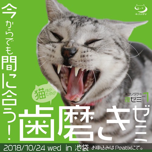 愛猫の歯を磨いてる?猫向けのデンタルケア講座、10/24に池袋で開催