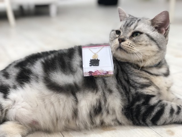猫やフクロウなどの小動物とふれあえる「ゆめかわアニマルパーク」GW限定で大阪に登場