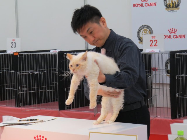 全部で208頭の猫が参加!日本最大級「ジャパンキャットショー」の開催風景を公開