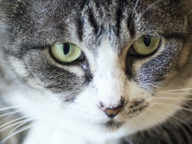 世界初の事例、ベルギーで飼い猫に新型コロナウイルスの感染が確認される