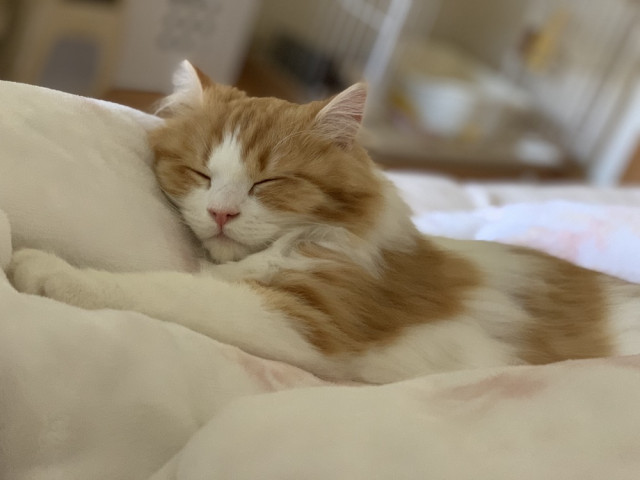 外出できないなら…お家で猫の寝顔に癒やされるニャ!「ねこにすと」が600枚の厳選写真を公開中