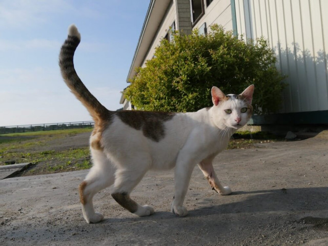 最新話は日本各地の猫に出会うスペシャル版!ネコを訪ね歩く紀行番組「旅猫ロマン」第60話を公開