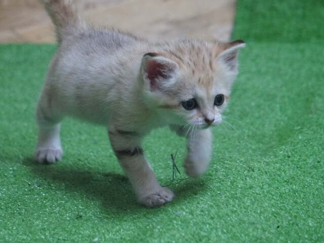 姉ネコとの対面シーンが可愛すぎ!スナネコの赤ちゃん一般公開初日の様子を写真と映像で紹介