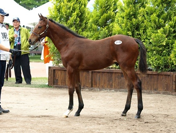 あのDMMが競馬を変えるか。キタサン全弟ほか、良血馬をまとめ買い
