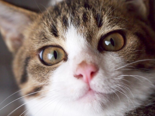 フォスターアカデミー、保護猫を預るのに必要な知識や心得を学べる「猫コース」第6期の受講者を募集中