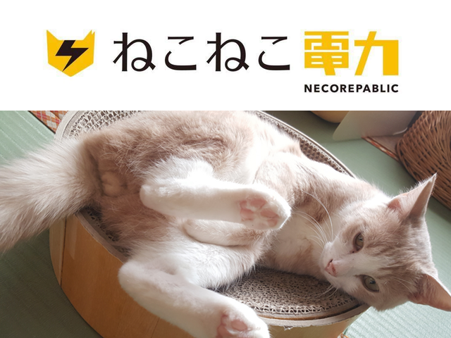 毎月の電気料金の一部が保護猫のために役立てられる「ねこねこ電力」がサービスを開始