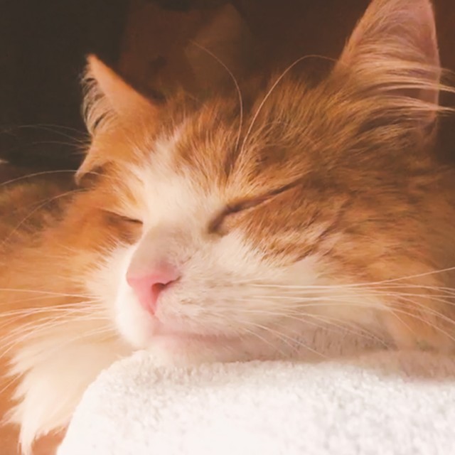 ネコの寝顔写真を撮影するだけニャ 1投稿で10円の寄付になる とろねこチャレンジ 実施中 Cat Press とろけるようにスヤスヤと眠る猫 の写真や動 ｄメニューニュース Nttドコモ