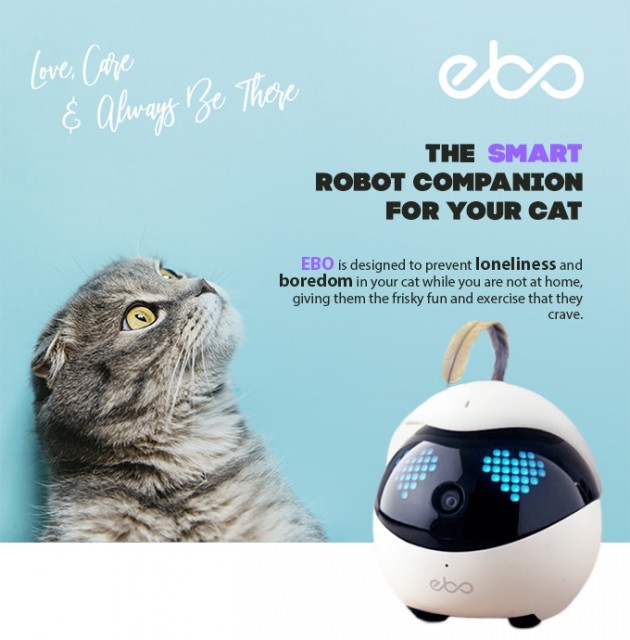 ルンバみたいに自動で帰還して充電 猫の遊び相手になってくれるロボット Ebo イーボ Cat Press 猫を見守ったり猫 と一緒に遊んでくれるスマ ｄメニューニュース Nttドコモ