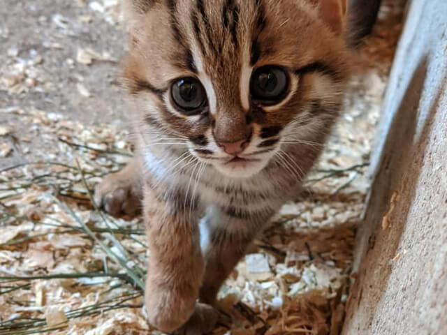 ロックダウン直前に生まれた命 手のひらサイズの猫 サビイロネコ の赤ちゃんが英国で誕生 Cat Press イギリスの最西端に位置する半島地域コーン ｄメニューニュース Nttドコモ