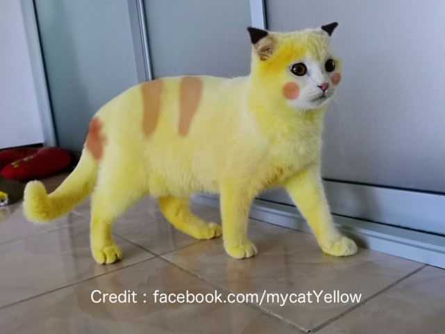 まるでピカチュウ猫 飼い主さんの意外な行動で黄色に染まってしまったタイの猫が話題に Cat Press 単色柄の猫といえば 黒 白 グレーがその代 ｄメニューニュース Nttドコモ