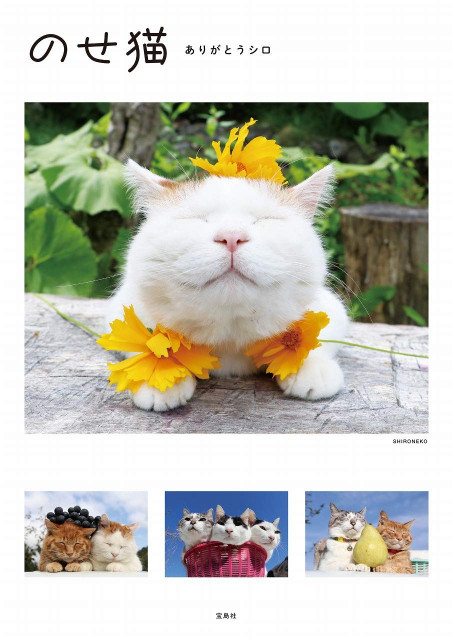 かご猫 のせ猫として人気を博した シロ の死去から約半年 総集編となる写真集が登場 Cat Press 世界中の多くの人々に愛された人気猫 シロ ｄメニューニュース Nttドコモ