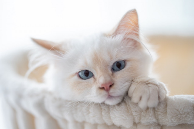 ロシア原産のモフモフ猫 サイベリアン が急上昇 年の猫種ランキング トップ30を紹介 Cat Press 昨年は新型コロナウイルス感染症の流行によ ｄメニューニュース Nttドコモ