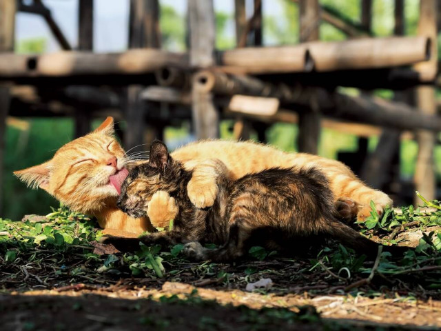 北海道とミャンマーで暮らす猫の家族愛を撮影 劇場版 世界ネコ歩き 第2弾の写真展が京都で開催 Cat Press 動物写真家 岩合光昭さんの写真展 劇場版 ｄメニューニュース Nttドコモ