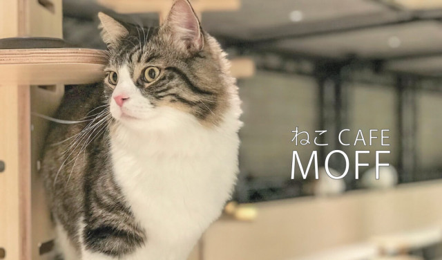 秋葉原のヨドバシ1階に猫カフェMOFFがオープン!横浜には屋内型アニマルテーマパークも