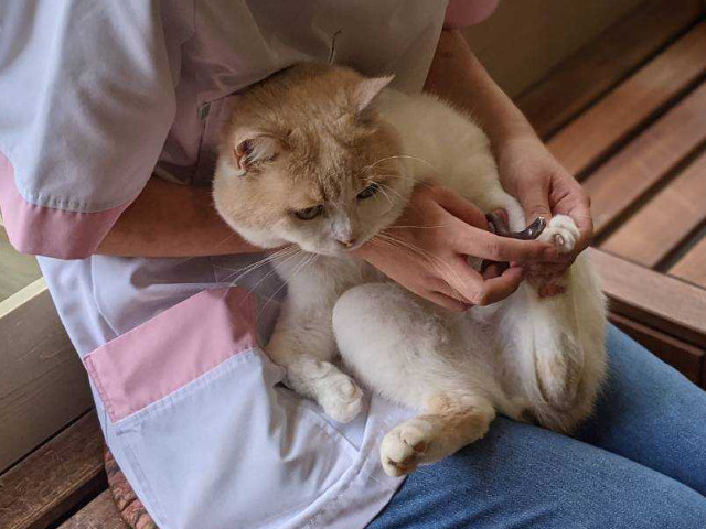 猫のお世話も疑似体験できる 動物カフェ アニミル で飼育体験イベントが期間限定で開催 Cat Press 大阪 心斎橋駅近くにある動物 カフェ Anime ｄメニューニュース Nttドコモ