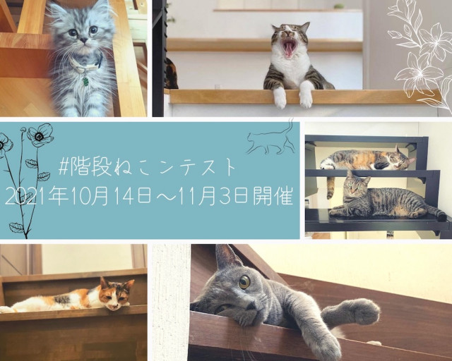 猫には階段がよく似合う♪ 猫と階段をテーマにした写真コンテスト「階段ねこンテスト」が開催中