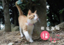 かわいい猫の写真を毎月フルカラーで楽しめる「岩合光昭 福ねこカレンダー」2023年版が登場