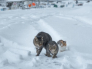 雪国でたくましく生きるネコの姿が美しい、写真展『あきたの猫』新宿のギャラリーで10/27より開催