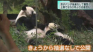 上野動物園の双子パンダ、抽選なしの観覧を開始　街では50年ぶりに復活する施設も