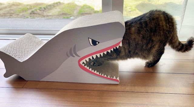 猫がサメに食べられるッ…！？遊び心たっぷりなデザインの猫用爪とぎがコメリから新登場