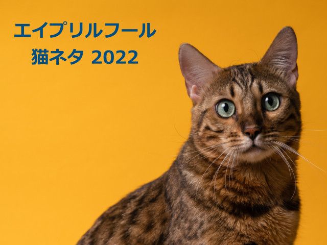 エイプリルフールの猫ネタまとめ 22年版 今年はtvドラマのサイトが猫にジャック Cat Press 4月1日は入学式や入社式が行われる新しい年 ｄメニューニュース Nttドコモ