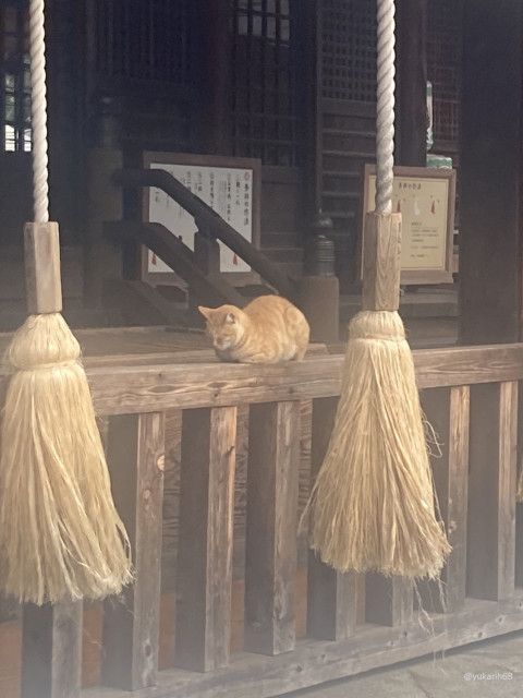 賽銭箱の前で寝ている猫の姿が神々しい…迷い込んだ神社で一匹の茶トラ