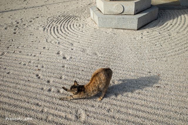 枯山水の上を猫が歩くと「枯にゃん水」に！猫の足跡によって砂を