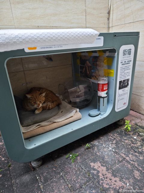 広州の路地裏で見つけた街猫ボックスとは？野良猫に寝床やフードを提供、QRコードで寄付できる仕組みも