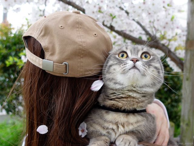 猫もサクラに興味津々？マンチカンの銀時くん、飼い主さんに抱っこされながら初めてのお花見にチャレンジ