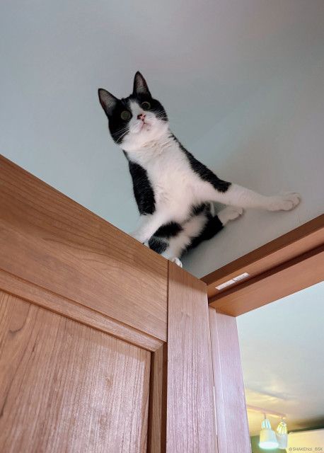 「猫になった吉田沙保里」「忍者みたいな猫」壁にへばりついた猫ちゃんの身体能力が高すぎると話題に