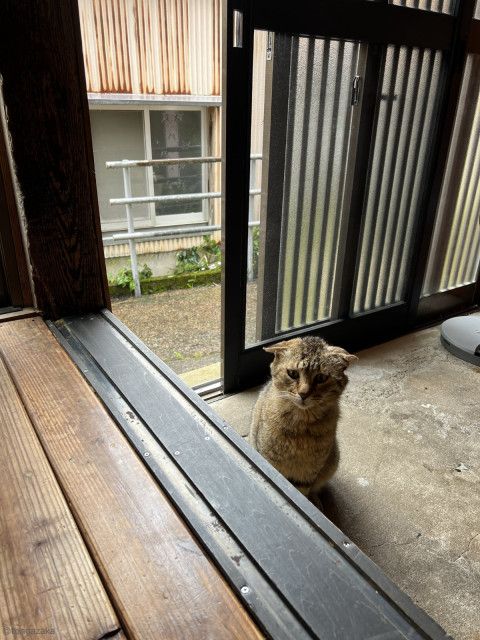 「可愛いお客さん」「うちにも来て欲しい…」漁村の本屋で雨宿りする猫ちゃんの姿に、13万いいねの大反響