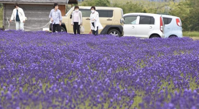 「紫の世界」うっとり…福井県でラベンダー見頃　4種4千株、今年は色合い濃いめ