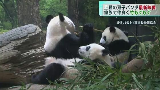 双子パンダが成長　仲良く竹を頬張る姿も　上野動物園