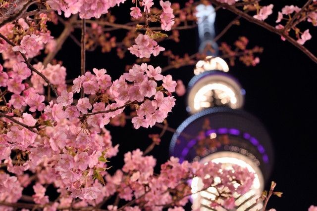 SNSで人気の早咲き河津桜で夜桜見物！東京ならではの夜景スポットをご紹介【お花見（3）】