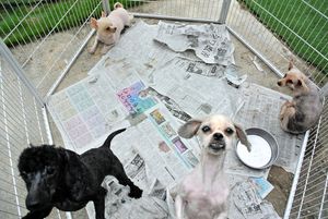 犬400匹超を虐待　繁殖業者の役員に有罪判決　長野地裁松本支部
