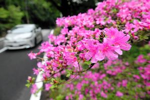 ミヤマキリシマ、咲きのぼる　雲仙で見ごろに