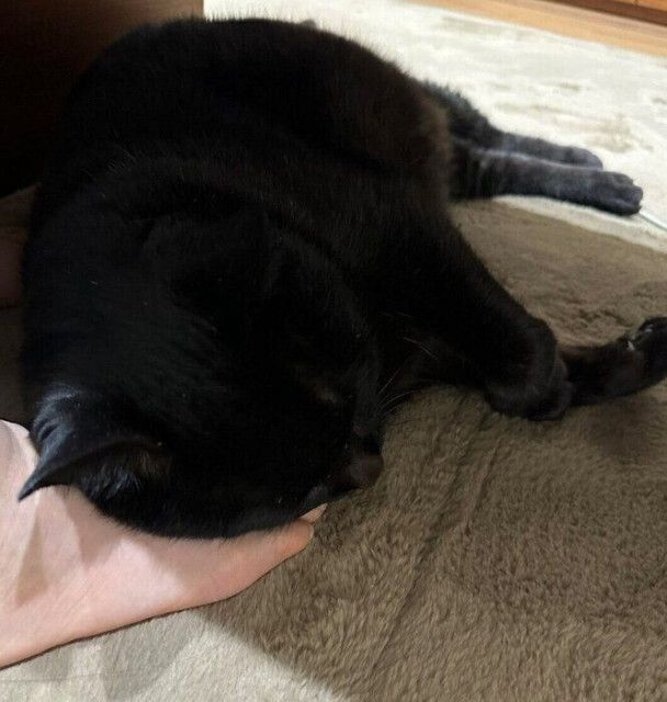 飼い主さんの「足枕」で熟睡する猫がかわいい　“ツンデレ”な性格にもキュン