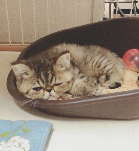 「お迎えと同時に買ったベッド」でくつろぐ生後2カ月の子猫　4年後、ベッドから溢れるほど立派に成長！