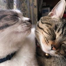 猫同士の愛情表現　「アログルーミング」とは　見てるだけで癒される画像も