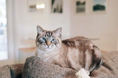 猫の「3ない運動」で不幸な猫を減らそう！飼う前に考えたい3つのこと