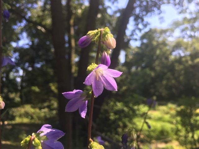 園内散策〜広島の絶滅危惧植物〜