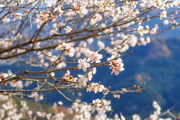 3月下旬からお花見が楽しめる「関東近郊の登山スポット」3選　自然の中で春らしい景色を満喫！【2024年3月版】