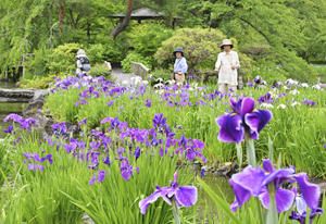 池を優雅に...ハナショウブ見頃　緑水苑、白や紫の大きな花彩る