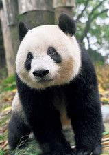 上野のパンダ、シャンシャンに中国まで会いに行ってみた！パンダは国境を越え、平和をもたらすと実感した
