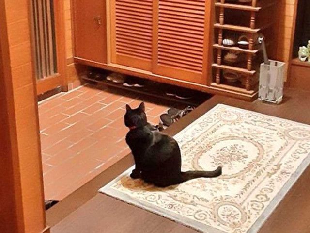 父親を待つ猫、振り返ると？ 「笑った」「目だけで感情が伝わる」（grape）｜ｄメニューニュース（NTTドコモ）