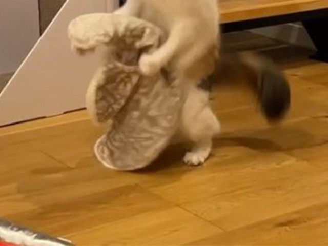 よかれと思って毛布を出した飼い主 愛猫の行動に「二度見した」「どうなってるの…」（grape）｜ｄメニューニュース（NTTドコモ）