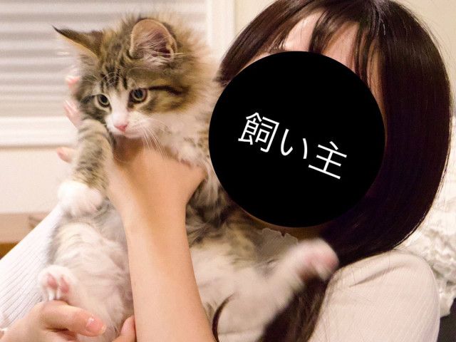 飼い主の腕の中にいる子猫 ２年後の姿に「同じ猫だよね？」（grape）｜ｄメニューニュース（NTTドコモ）