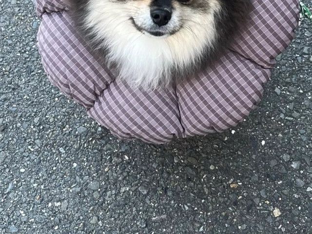 飼い主「ヤマトの配達員に…」　ポメラニアンを見て口にした言葉が？