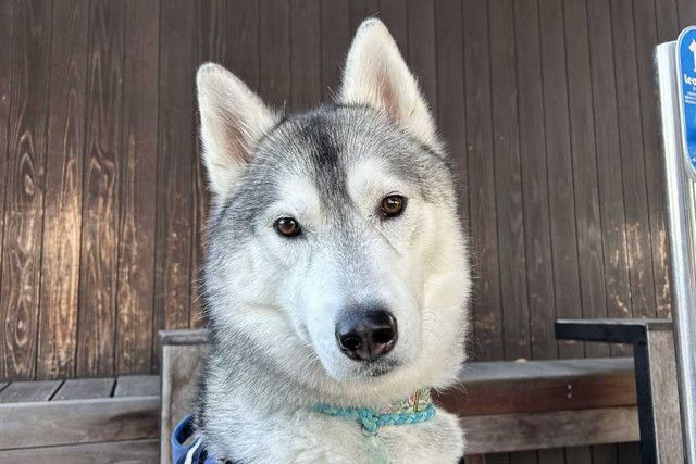 ひとり反抗期がいます」 ハスキー犬が集合写真でまさかの行動  「かわいい」「神様拝みたかったんやね」（Hint-Pot）｜ｄメニューニュース（NTTドコモ）