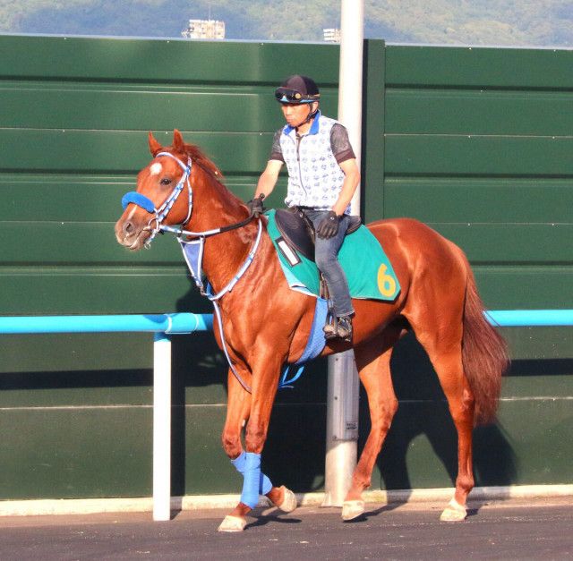 【ＰＯＧ】新馬戦３着のデコピンは中１週で続戦へ　村田調教師「初戦からいいレースをしてくれた」